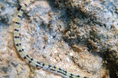 Netz-Seenadel_adult-Marsa alam-2012-2