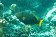 Orangestreifen-Drueckerfisch_adult-Malediven-2013-01