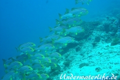 Orient-Suesslippen_adult-Malediven-2013-004