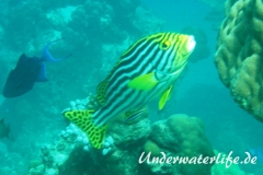 Orient-Suesslippen_adult-Malediven-2013-005