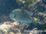 Karibik Doktorfische-Acanthuridae-Surgeonfishes