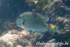 Ozean Doktorfisch_adult-Karibik-2014-001