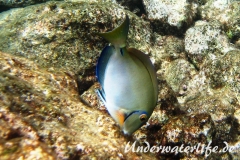 Ozean Doktorfisch_adult-Karibik-2014-002