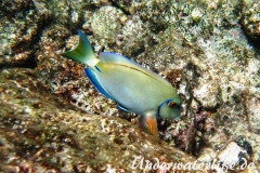 Ozean Doktorfisch_adult-Karibik-2014-003