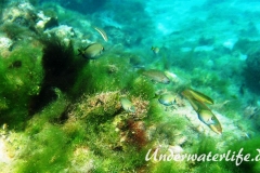 Ozean Doktorfisch_juvenil-Karibik-2014-001