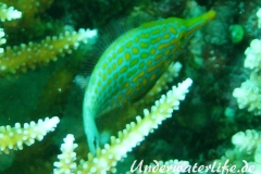 Palettenstachler_adult-Malediven-2013-01