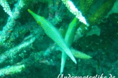 Palettenstachler_adult-Malediven-2013-02
