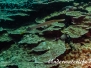 Pazifischer Trompetenfisch (Aulostomus chinensis)