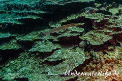 Pazifischer Trompetenfisch_adult-Thailand-2017-001