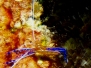 Pedersons Partnergarnele (Periclimenes pedersoni)