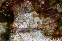 Pedersons Partnergarnele_adult-Karibik-2014-002