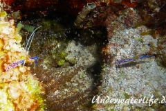 Pedersons Partnergarnele_adult-Karibik-2014-004