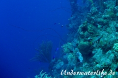 Peitschengorgonie_adult-Karibik-2014-001