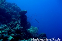 Peitschengorgonie_adult-Karibik-2014-002