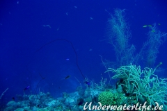 Peitschengorgonie_adult-Karibik-2014-003