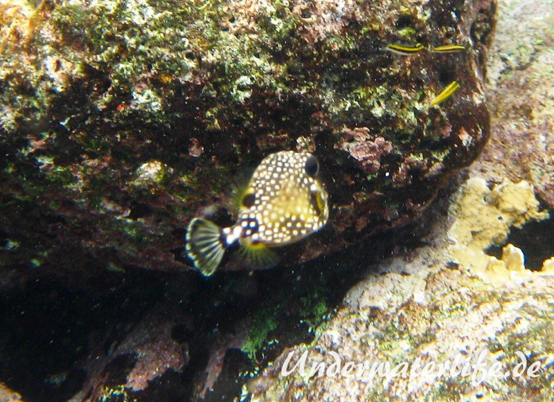 Perlenkofferfisch_juvenil-Karibik-2014-002