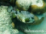 Perlenkofferfisch (Rhinesomus triqueter)