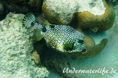 Perlenkofferfisch_adult-Karibik-2014-001