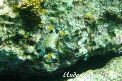 Perlenkofferfisch_adult-Karibik-2014-004