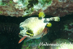 Perlenkofferfisch_adult-Karibik-2014-005