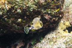 Perlenkofferfisch_juvenil-Karibik-2014-002
