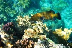 Pfauen-Zackenbarsch_adult-Marsa alam-2012-1