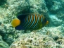 Pfauenaugen-Kaiserfisch (Pygoplites diacanthus)