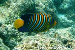 Pfauenaugen-Kaiserfisch_adult-Malediven-2013-01