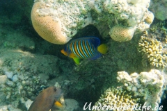 Pfauenaugen-Kaiserfisch_adult-Marsa alam-2012-1