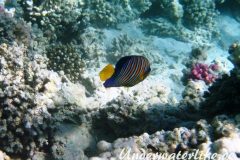 Pfauenaugen-Kaiserfisch_adult-Marsa alam-2012-2