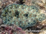 Pfauenflunder (Bothus lunatus)