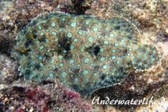 Pfauenflunder_Bothus lunatus_adult-Karibik-2014-001
