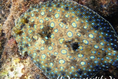 Pfauenflunder_Bothus lunatus_adult-Karibik-2014-004