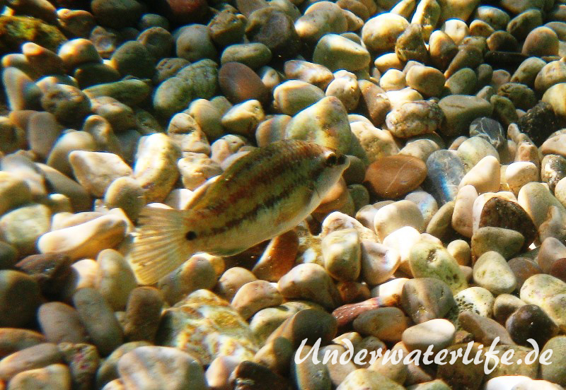 Pfauenlippfisch_adult-Dubrovnik-2015-009