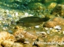 Pfauenlippfisch (Symphodus tinca)