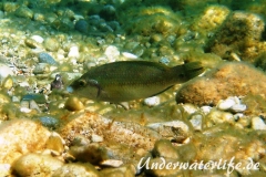 Pfauenlippfisch_adult-Dubrovnik-2015-001