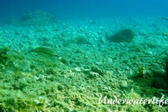 Pfauenlippfisch_adult-Dubrovnik-2015-002
