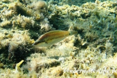 Pfauenlippfisch_adult-Dubrovnik-2015-003