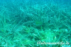 Pfauenlippfisch_adult-Dubrovnik-2015-004