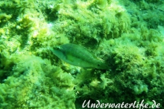 Pfauenlippfisch_adult-Dubrovnik-2015-005