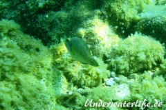 Pfauenlippfisch_adult-Dubrovnik-2015-006