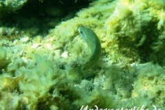 Pfauenlippfisch_adult-Dubrovnik-2015-007