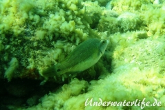 Pfauenlippfisch_adult-Dubrovnik-2015-008