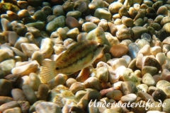 Pfauenlippfisch_adult-Dubrovnik-2015-009