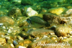Pfauenlippfisch_adult-Dubrovnik-2015-010