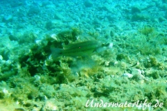 Pfauenlippfisch_adult-Dubrovnik-2015-011