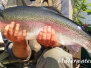 Regenbogenforelle (Oncorhynchus mykiss)