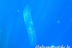 Eimasse-Rhomben-Kalmar_adult-Marsa alam-2012-001