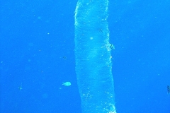 Eimasse-Rhomben-Kalmar_adult-Marsa alam-2012-002
