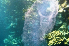 Eimasse-Rhomben-Kalmar_adult-Marsa alam-2012-003